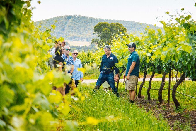 Small-Group Hunter Valley Wine Tasting Tour from Sydney - Transport and Group Size: Comfort and Atmosphere