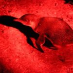 Small Group Kangaroo Island Evening and Night Tour - Who Will Love This Tour?