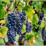 Small group - Napier, Wine and Beer Tour - 5.0 - 5.5 hours - Who Will Enjoy This Tour?