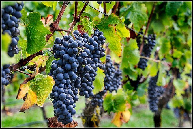 Small group - Napier, Wine and Beer Tour - 5.0 - 5.5 hours - Who Will Enjoy This Tour?