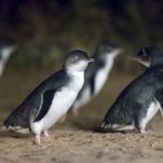 Small-Group Phillip Island Afternoon Day Trip from Melbourne - What Reviewers Say