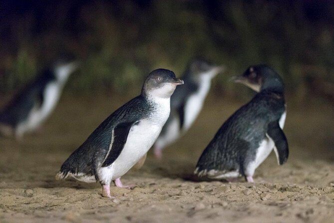 Small-Group Phillip Island Afternoon Day Trip from Melbourne - What Reviewers Say
