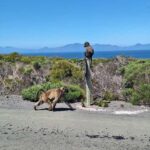 Small Group tour; Cape of Good Hope & Penguins - Practical Details and Value