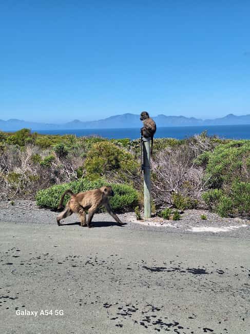 Small Group tour; Cape of Good Hope & Penguins - Practical Details and Value