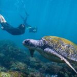 Snorkel with Turtles Gold Coast - FAQ