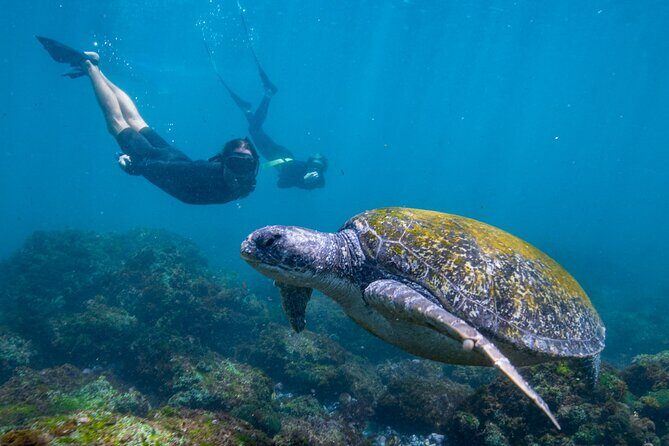 Snorkel with Turtles Gold Coast - FAQ