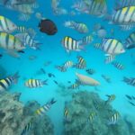 Snorkeling and swimming with dolphins at mnemba island - Final Thoughts: Is It Worth It?