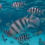 Snorkeling and swimming with dolphins in mnemba island - Key Points