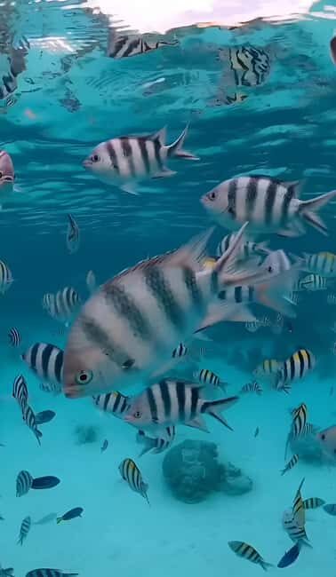 Snorkeling and swimming with dolphins in mnemba island - Key Points