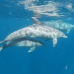 Snorkeling at Mnemba atoll - An In-Depth Look at the Mnemba Snorkeling Experience