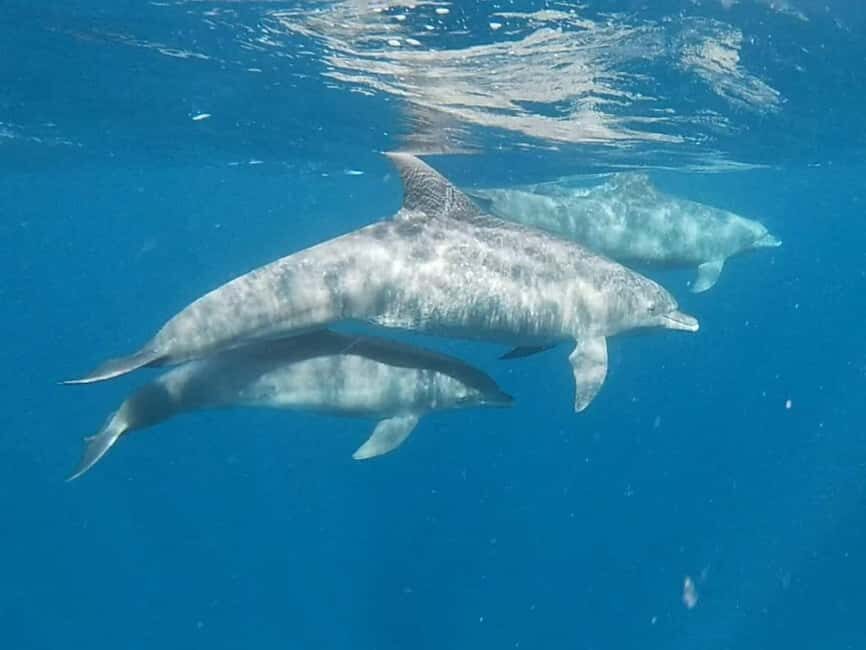 Snorkeling at Mnemba atoll - An In-Depth Look at the Mnemba Snorkeling Experience