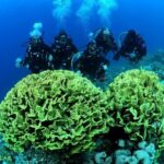 Snorkeling From Shore - Practical Details and Value
