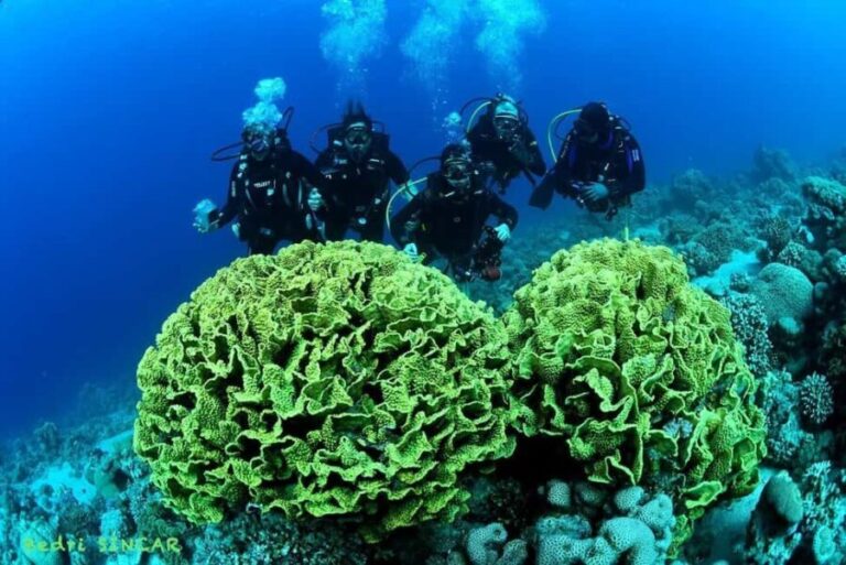Snorkeling From Shore - Practical Details and Value