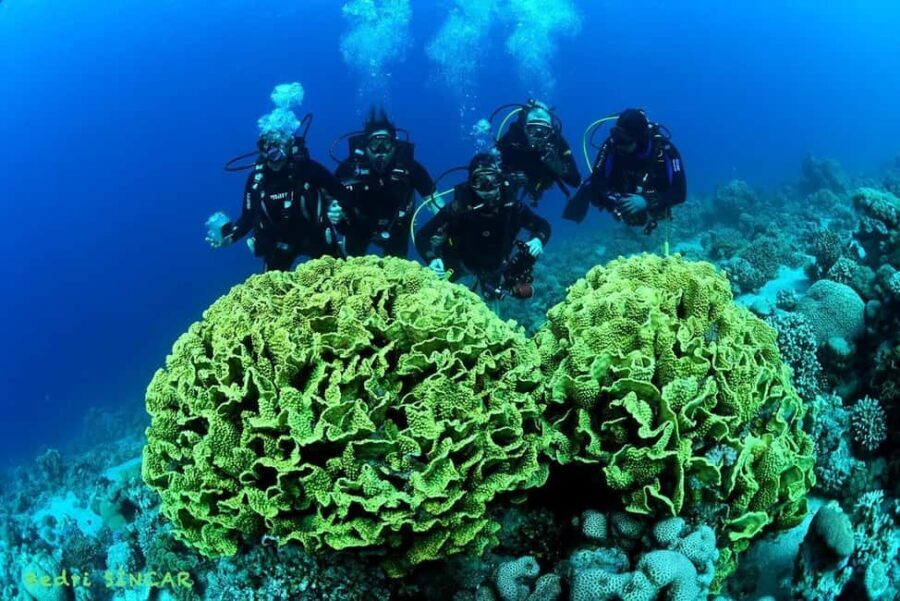Snorkeling From Shore - Practical Details and Value