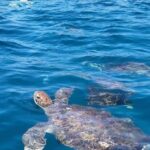 Snorkeling with turtles at Sao Pedro's Beach - Who Will Love This Tour?
