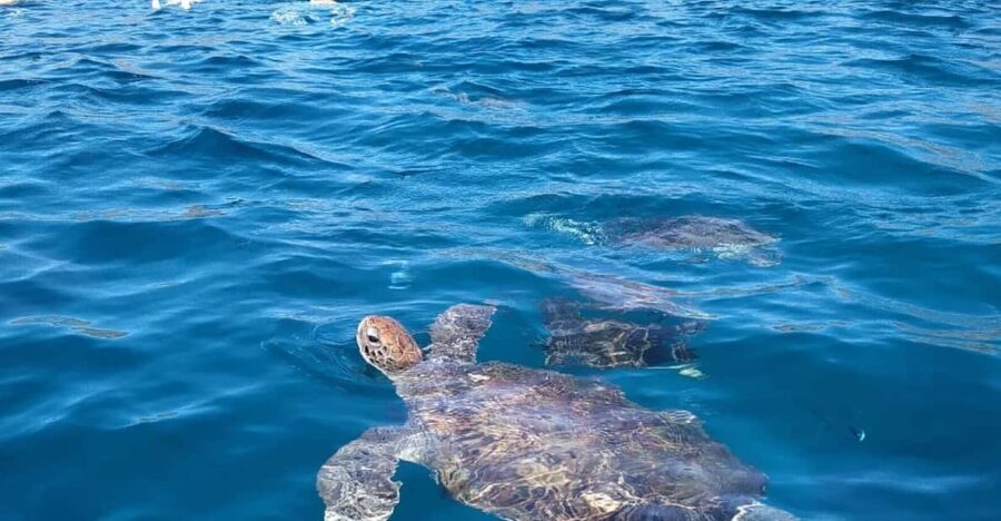 Snorkeling with turtles at Sao Pedro's Beach - Who Will Love This Tour?