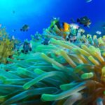 Snorkeling with Turtles: Dubai to Fujairah + Transfer & BBQ - Final Thoughts