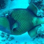 Snorkelling and Dolphin Watching at Mnemba Island - Final Thoughts