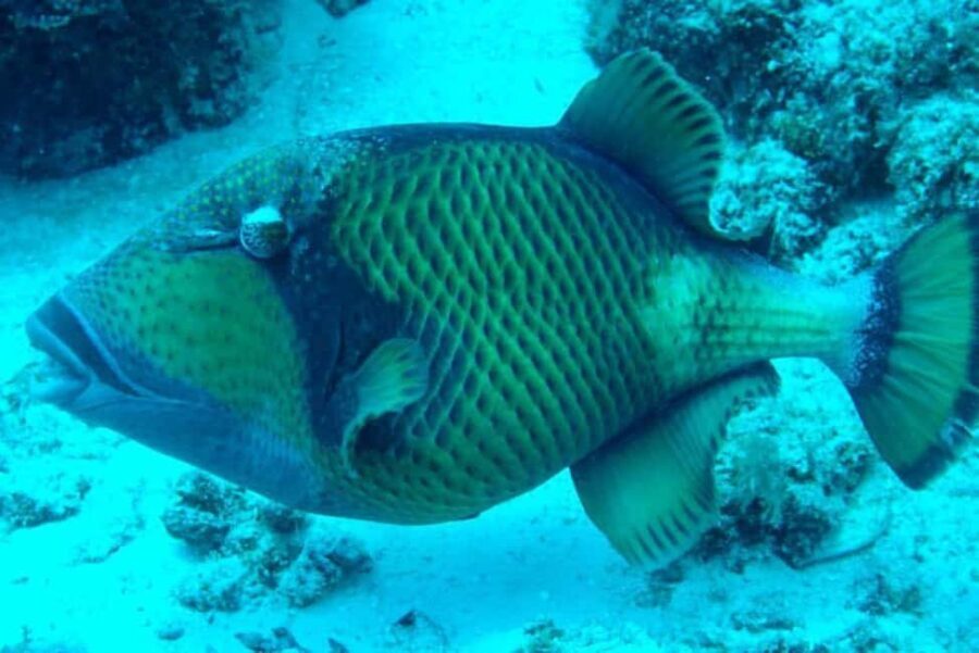 Snorkelling and Dolphin Watching at Mnemba Island - Final Thoughts