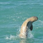 Snubfin Dolphin Eco Cruise from Broome - Practical Details for Planning Your Trip