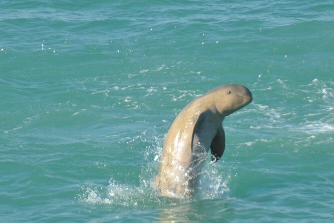 Snubfin Dolphin Eco Cruise from Broome - Practical Details for Planning Your Trip