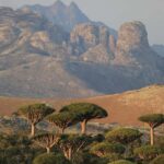 Socotra Diving Safari: 8-Day Group Tour in Protected Waters - What’s Included and What to Budget For