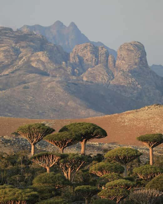 Socotra Diving Safari: 8-Day Group Tour in Protected Waters - What’s Included and What to Budget For