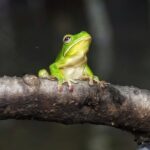 Solar Whisper Daintree River Crocodile and Wildlife Cruise - The Wildlife and Why It Matters