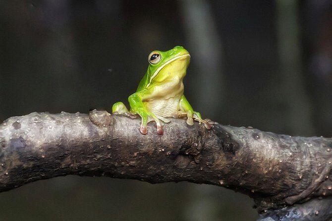 Solar Whisper Daintree River Crocodile and Wildlife Cruise - The Wildlife and Why It Matters