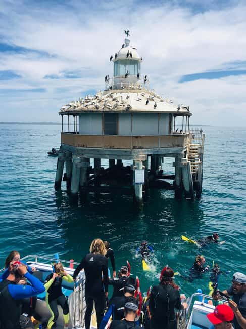 Sorrento: Boat Tour & Snorkeling with the Seals with Lunch - Who Will Love This Tour?