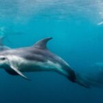 Sorrento: Dolphins & Seals Snorkeling Cruise w/ Lunch - What Makes This Tour Special