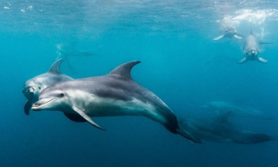 Sorrento: Dolphins & Seals Snorkeling Cruise w/ Lunch - What Makes This Tour Special