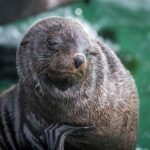 Sorrento,Mornington Peninsula: Wildlife & Sightseeing Cruise - Who Is This Tour Best For?