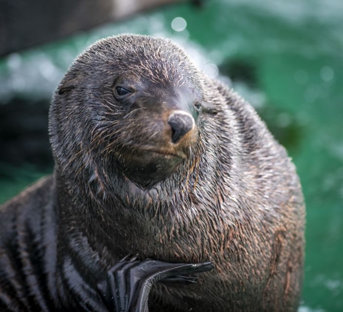 Sorrento,Mornington Peninsula: Wildlife & Sightseeing Cruise - Who Is This Tour Best For?