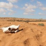 Souss-Massa National Park: Full Day Jeep Tour with Lunch - What’s Included and What to Expect