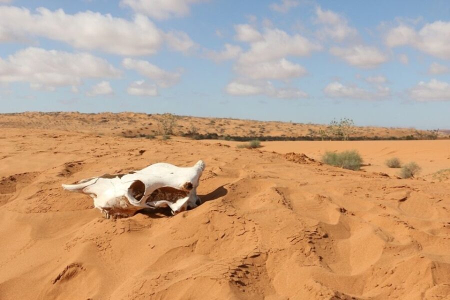Souss-Massa National Park: Full Day Jeep Tour with Lunch - What’s Included and What to Expect