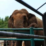South Africa from Joburg: Elephant Sanctuary Half Day Tour - Why This Tour Stands Out