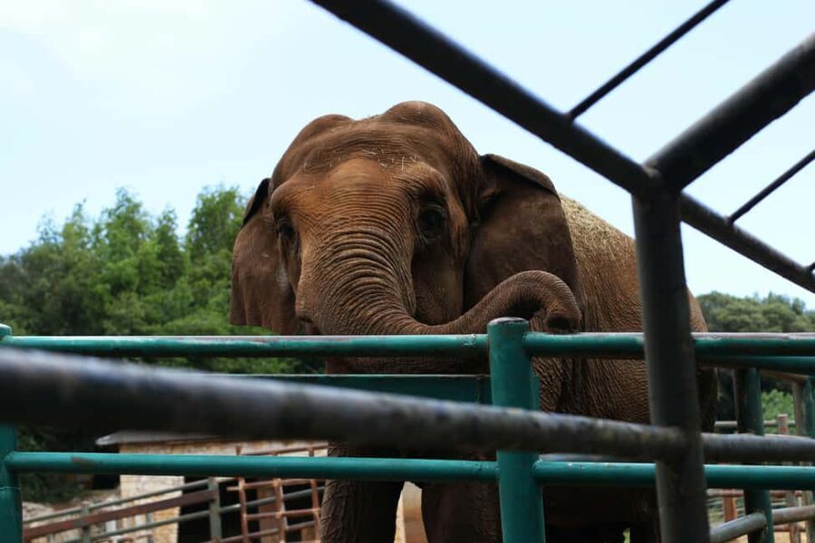 South Africa from Joburg: Elephant Sanctuary Half Day Tour - Why This Tour Stands Out