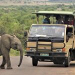 South Africa Joburg: Pilanesberg National Park Day Tour - Why This Tour Offers Great Value