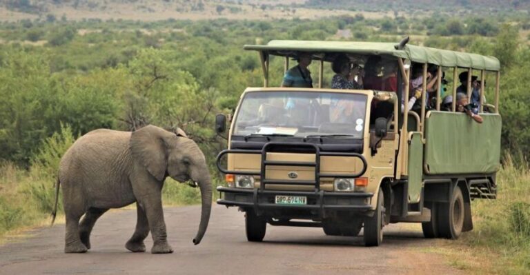 South Africa Joburg: Pilanesberg National Park Day Tour - Why This Tour Offers Great Value