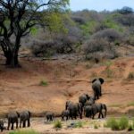 South Africa: Tailored Tours and Adventures with We Do Tours - Transportation and Group Dynamics