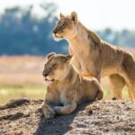 South Africa to Kruger National Park Adventure - Deep Dive into the Experience: What You Can Expect