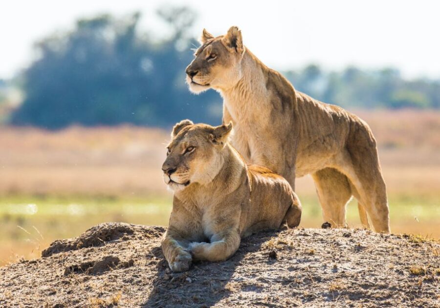 South Africa to Kruger National Park Adventure - Deep Dive into the Experience: What You Can Expect