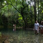 Southern Daintree Explorer Tour - Half Day - What to Expect from the Southern Daintree Explorer Tour
