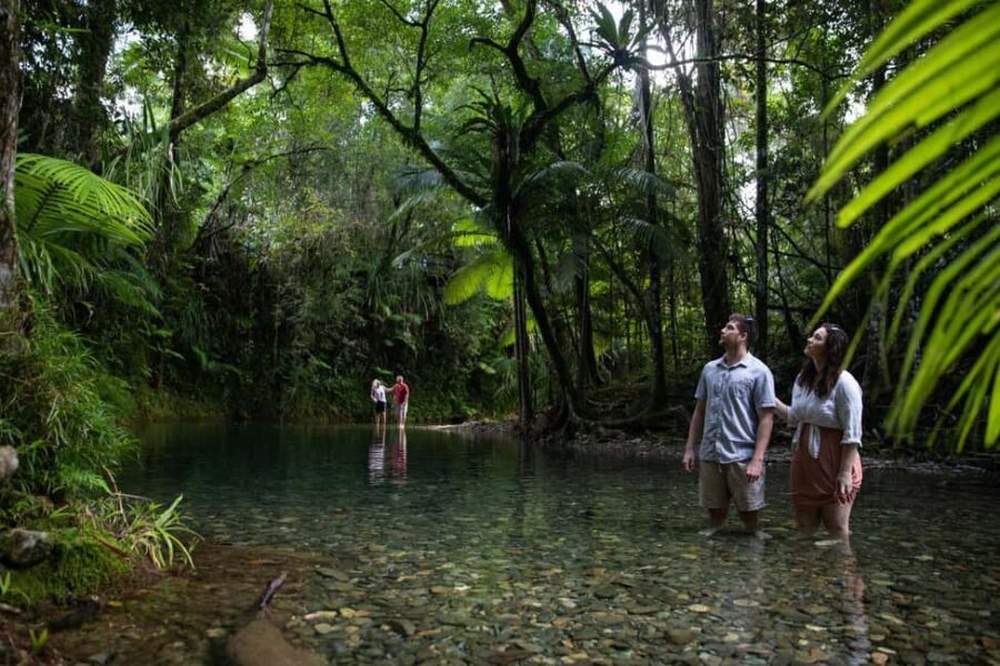 Southern Daintree Explorer Tour - Half Day - What to Expect from the Southern Daintree Explorer Tour