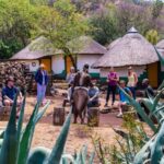 Soweto, Cradle of Mankind, Lions Park & Lesedi Cultural Vill - Final Thoughts: Who Will Love This Tour?
