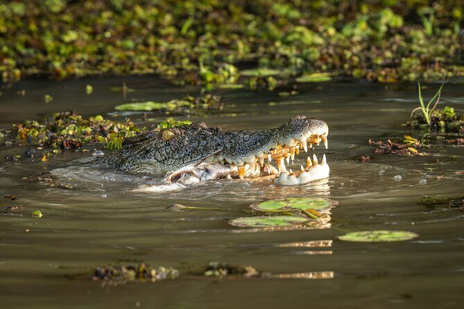 Spectacular Jumping Crocodile Cruise with Darwin Transfer Bus - Practical Tips for the Tour