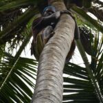 Spice Farm, Stone Town, Prison Island & Nakupenda sand bank - Practical Details