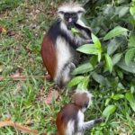 Spice farm,Stone town and Jozani forest tour with lunch - Practical Details and Value