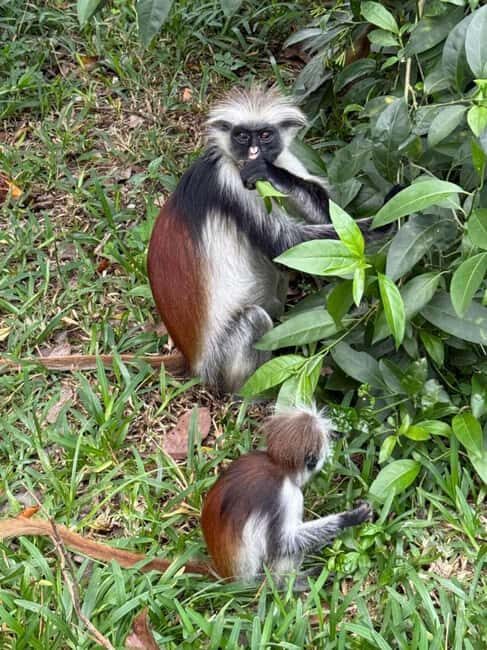 Spice farm,Stone town and Jozani forest tour with lunch - Practical Details and Value
